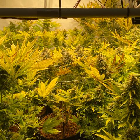 White Gorilla growlog timeline photo