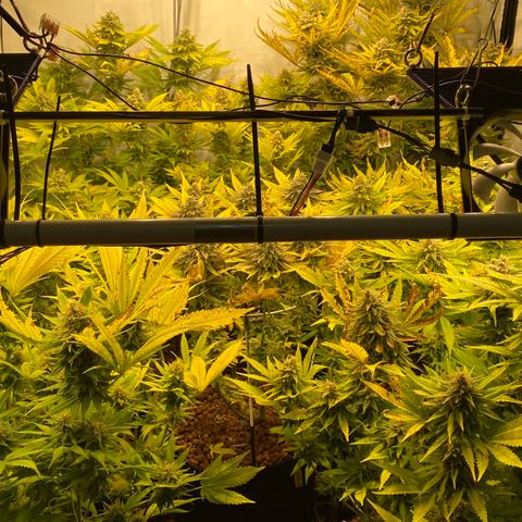 White Gorilla growlog timeline photo