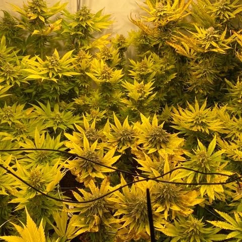 White Gorilla growlog timeline photo