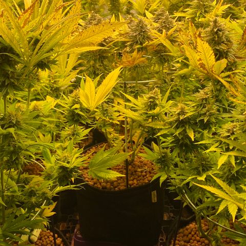 White Gorilla growlog timeline photo