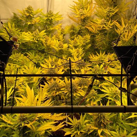 White Gorilla growlog timeline photo