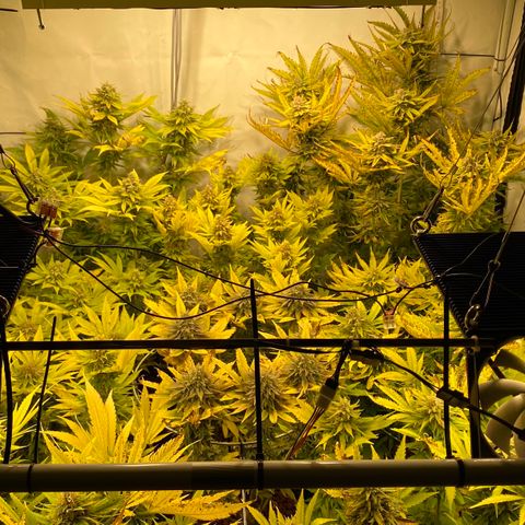 White Gorilla growlog timeline photo