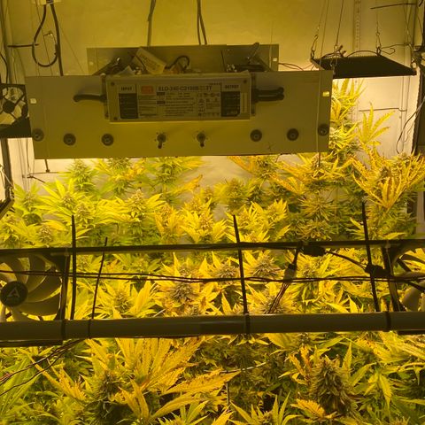 White Gorilla growlog timeline photo