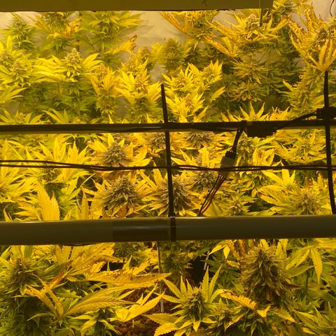 White Gorilla growlog timeline photo