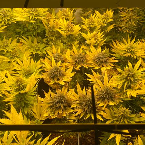 White Gorilla growlog timeline photo