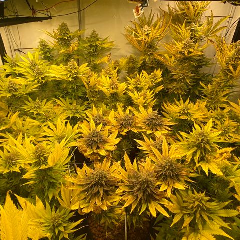White Gorilla growlog timeline photo