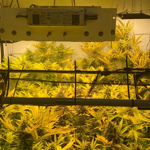White Gorilla growlog timeline photo
