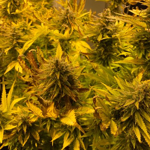 White Gorilla growlog photo: Blätter knuspern immer mehr
Ursache? P-Mangel?