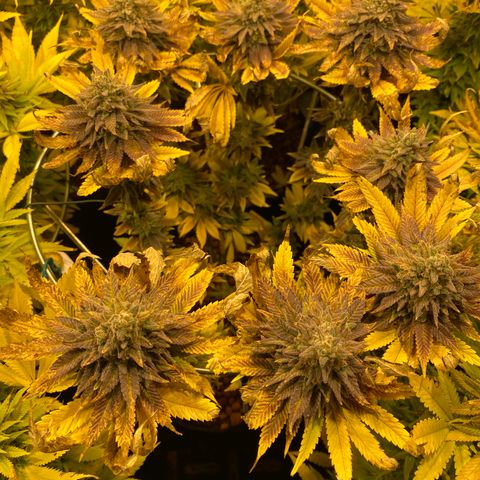 White Gorilla growlog photo: Blätter knuspern immer mehr
Ursache? P-Mangel?