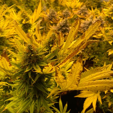 White Gorilla growlog photo: Blätter knuspern immer mehr
Ursache? P-Mangel?
