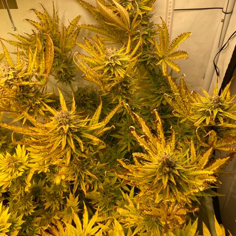 White Gorilla growlog photo: Blätter knuspern immer mehr
Ursache? P-Mangel?