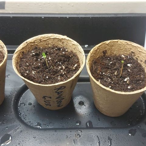 Northern Lights (free seed) growlog photo: have germinated and now seedlings critical + has just broken surface. 