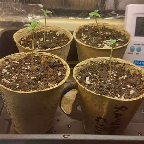 Northern Lights (free seed) growlog photo: bit stretchy moved light closer 