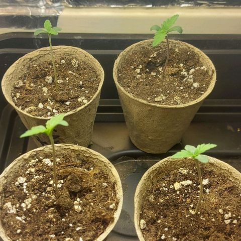 Northern Lights (free seed) growlog timeline photo