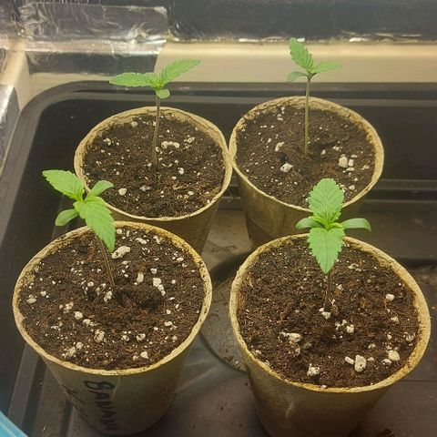 Northern Lights (free seed) growlog timeline photo
