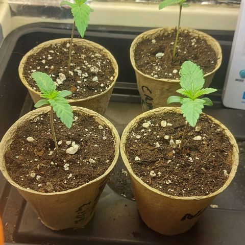 Northern Lights (free seed) growlog timeline photo