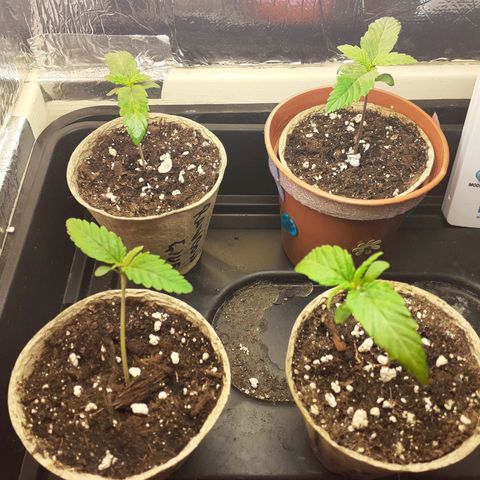 Northern Lights (free seed) growlog timeline photo