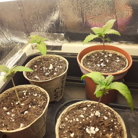Northern Lights (free seed) growlog timeline photo