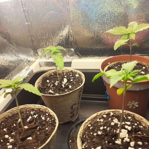 Northern Lights (free seed) growlog timeline photo
