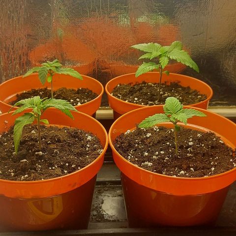 Northern Lights (free seed) growlog photo: potted up into 13cm pots. 