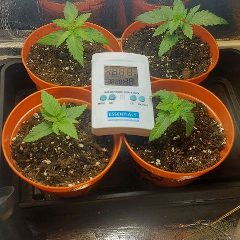 Northern Lights (free seed) growlog timeline photo