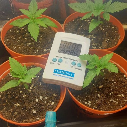 Northern Lights (free seed) growlog timeline photo