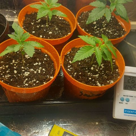Northern Lights (free seed) growlog timeline photo