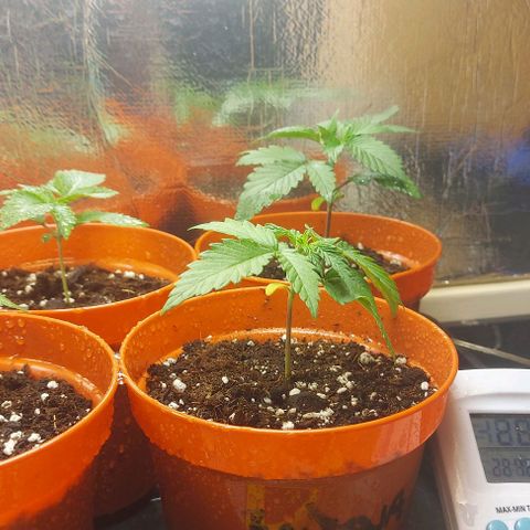 Northern Lights (free seed) growlog timeline photo