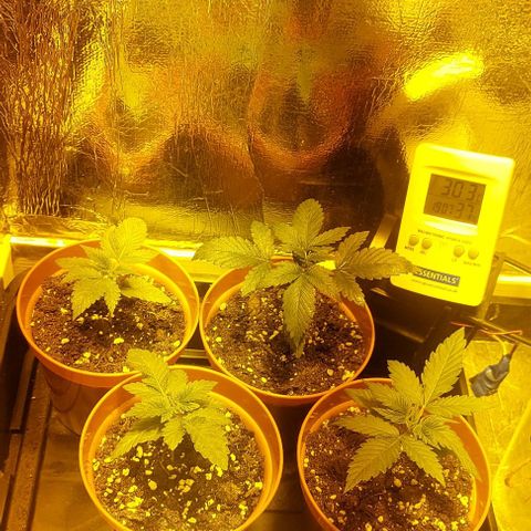 Northern Lights (free seed) growlog timeline photo