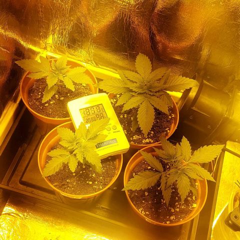 Northern Lights (free seed) growlog timeline photo