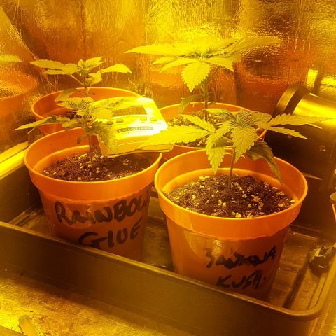 Northern Lights (free seed) growlog timeline photo