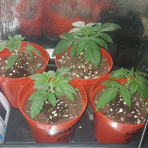 Northern Lights (free seed) growlog timeline photo