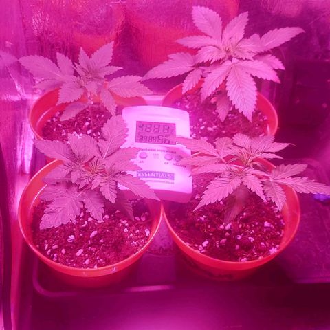 Northern Lights (free seed) growlog timeline photo