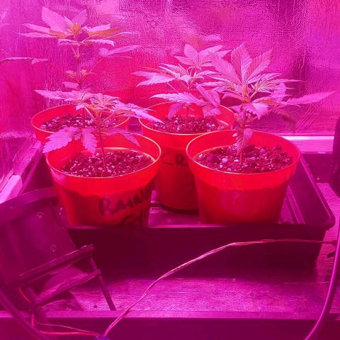 Northern Lights (free seed) growlog timeline photo