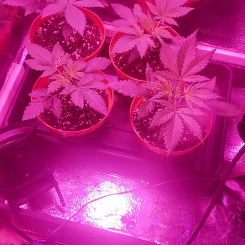 Northern Lights (free seed) growlog timeline photo