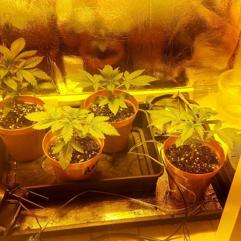 Northern Lights (free seed) growlog timeline photo