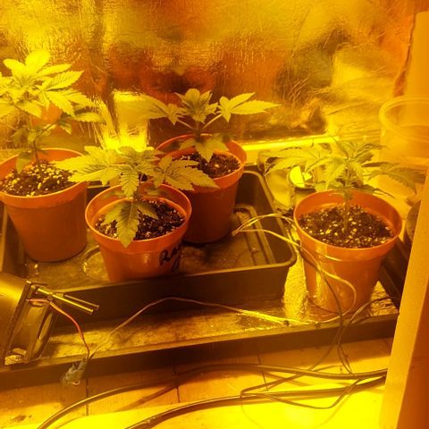 Northern Lights (free seed) growlog timeline photo