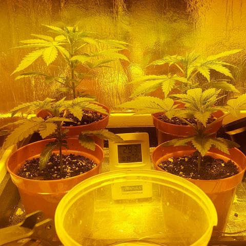 Northern Lights (free seed) growlog timeline photo