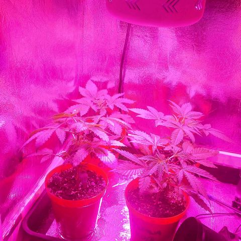 Northern Lights (free seed) growlog timeline photo