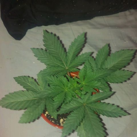 Northern Lights (free seed) growlog timeline photo