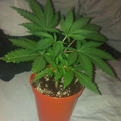 Northern Lights (free seed) growlog timeline photo