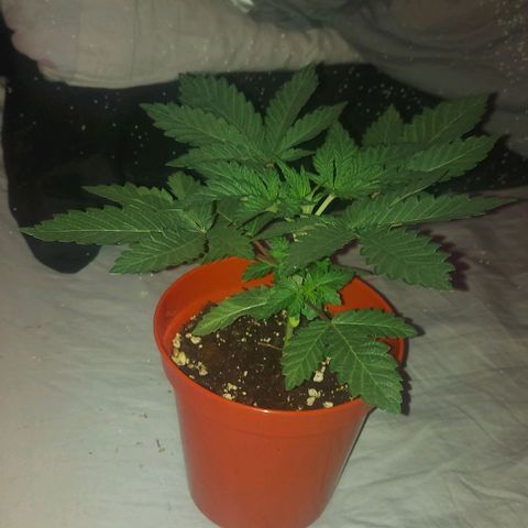 Northern Lights (free seed) growlog timeline photo