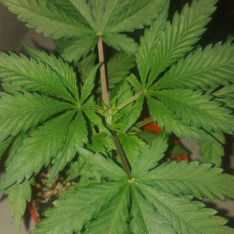 Northern Lights (free seed) growlog timeline photo