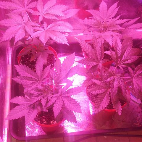 Northern Lights (free seed) growlog timeline photo