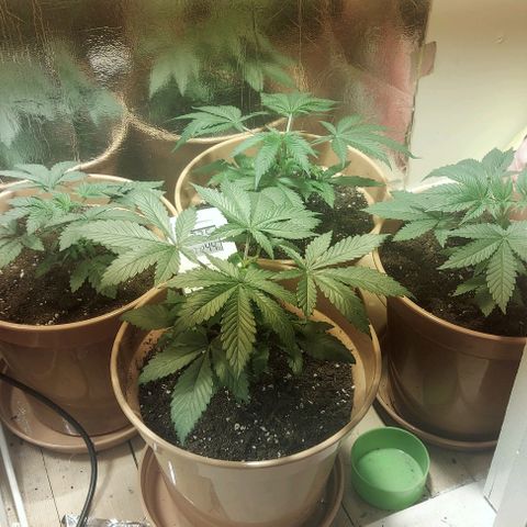 Northern Lights (free seed) growlog timeline photo