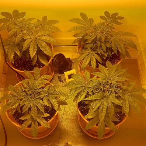 Northern Lights (free seed) growlog timeline photo