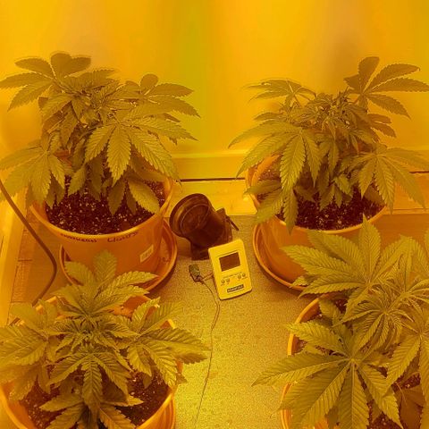 Northern Lights (free seed) growlog timeline photo