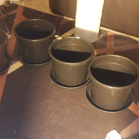 Northern Lights (free seed) growlog timeline photo