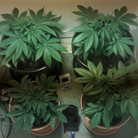 Northern Lights (free seed) growlog timeline photo
