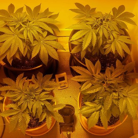 Northern Lights (free seed) growlog timeline photo